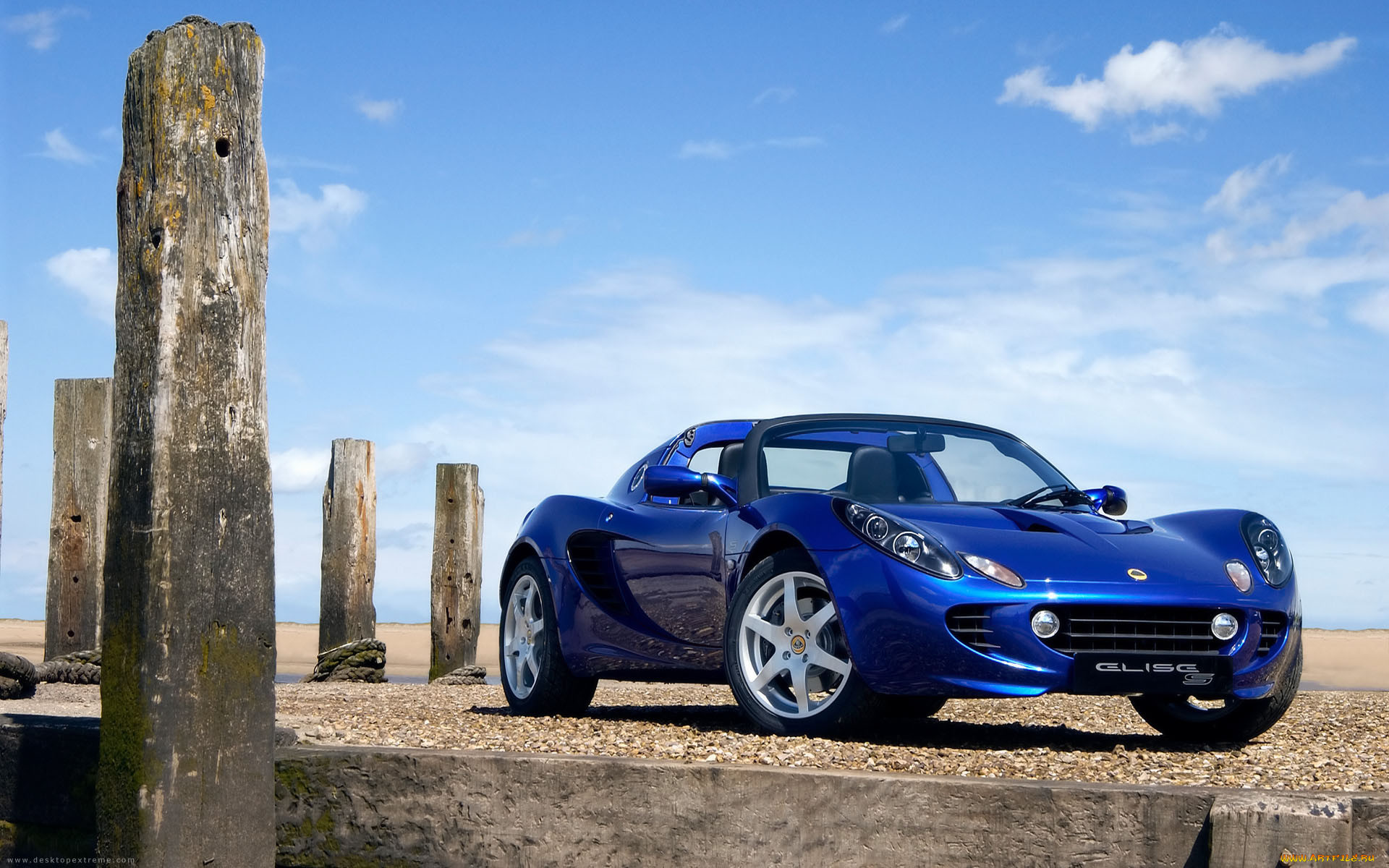 , lotus